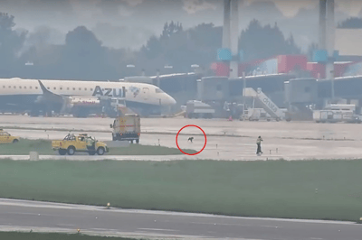 Um inusitado visitante causou alvoroço no Aeroporto Internacional de Guarulhos (GRU) na tarde de terça-feira (18): um cachorro invadiu a pista, driblando os veículos de segurança por mais de 40 minutos e protagonizando um vídeo que viralizou nas redes sociais. — cachorro invade pista do aeroporto de