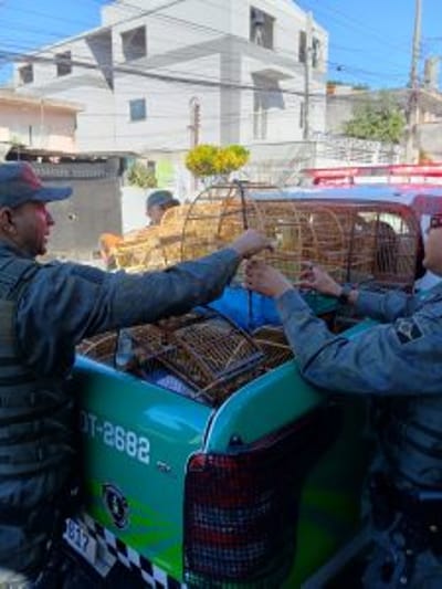 GCM — gcm apreende 21 aves silvestres em