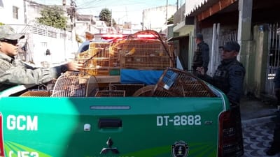 GCM apreende 21 aves silvestres em cativeiro ilegal no Jardim Almeida Prado. — 508