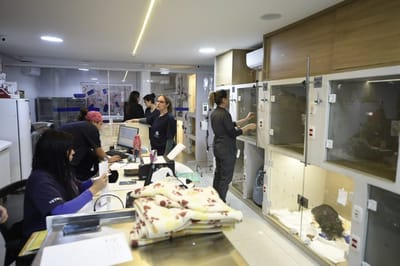 Clínica veterinária gratuita no Pimentas muda de endereço a menos de 200 metros do antigo local — 53