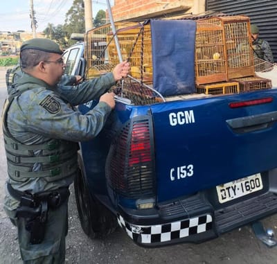GCM prende homem por crime ambiental e apreende pássaros silvestres em cativeiro ilegal — 22