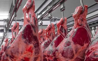 Exportação de Carne Bovina Bate Recorde de 313 Mil Toneladas em Julho — 28