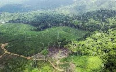 Invasões e Desmatamento se Intensificam, Afetando Comunidades e Ecossistemas no Brasil. — meio ambiente