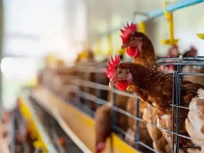 Evento Mundial em Foz do Iguaçu Debaterá Novas Estratégias de Combate à Gripe Aviária — 27
