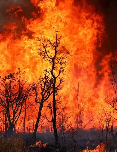 Queimadas Persistem em SP Com Temperaturas Altas; Frente Fria Traz Alívio e Tempestades no Domingo — meio ambiente