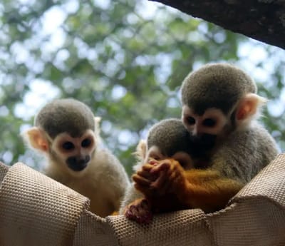 Zoológico de Guarulhos Convida para "Jornada dos Micos-de-Cheiro" na Semana da Criança — zoologico de guarulhos 2
