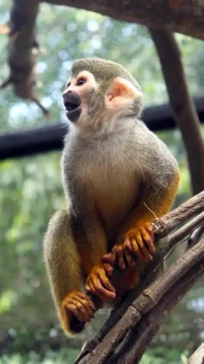 Zoológico de Guarulhos Convida para "Jornada dos Micos-de-Cheiro" na Semana da Criança — 473