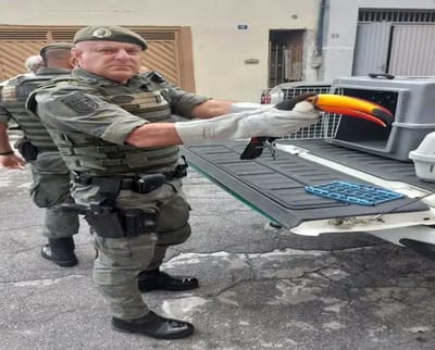 GCM de Guarulhos Resgata 23 Aves Silvestres em Cativeiro e Tucano Ferido — 464