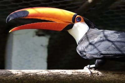 Conexão com a Natureza: Zoológico de Guarulhos abre inscrições para imersão sonora sobre aves da Mata Atlântica — meio ambiente