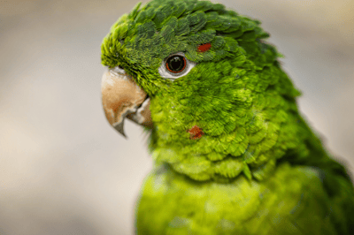 Conexão com a Natureza: Zoológico de Guarulhos abre inscrições para imersão sonora sobre aves da Mata Atlântica — conexao com a natureza