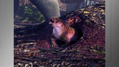 cachorro fantasma e fotografado por pesquisadores na amazonia 1781679708427 — 23