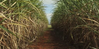 cmn-aumenta-limite-de-remuneracao-do-eco-invest-brasil — 46