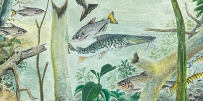estudo-revela-que-amazonia-abriga-mais-de-2-7-mil-especies-de-peixes — 37