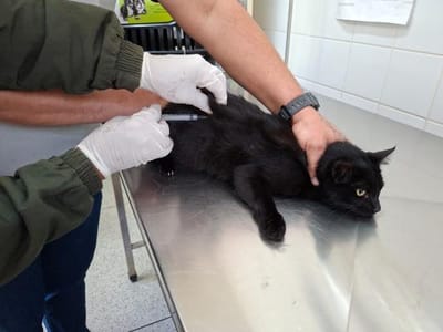 guarulhos-inicia-vacinacao-antirrabica-de-caes-e-gatos-no-ccz — 148