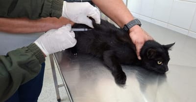 ccz-de-guarulhos-realiza-vacinacao-antirrabica-de-caes-e-gatos-nesta-quinta-feir — 144