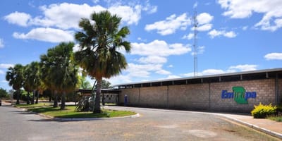 embrapa-florestas-e-designada-centro-de-referencia-da-fao-para-florestas-plantad — 52