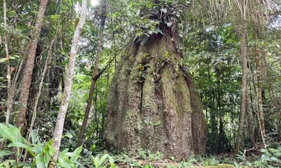 congresso-tera-maioria-contra-agenda-ambiental-a-partir-de-2027 — 49