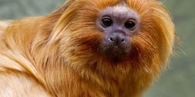cop17-da-biodiversidade-comeca-nesta-segunda-feira-na-armenia — 6