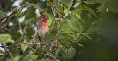 trilha-de-observacao-de-aves-e-curso-de-kokedama-encerram-agenda-ambiental-de-ou — 2