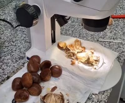 aeroporto-de-guarulhos-barra-900-kg-de-castanhas-com-praga-inexistente-no-brasil